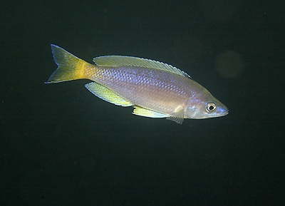 Cyprichromis sp. 'leptosoma jumbo' Kafungi